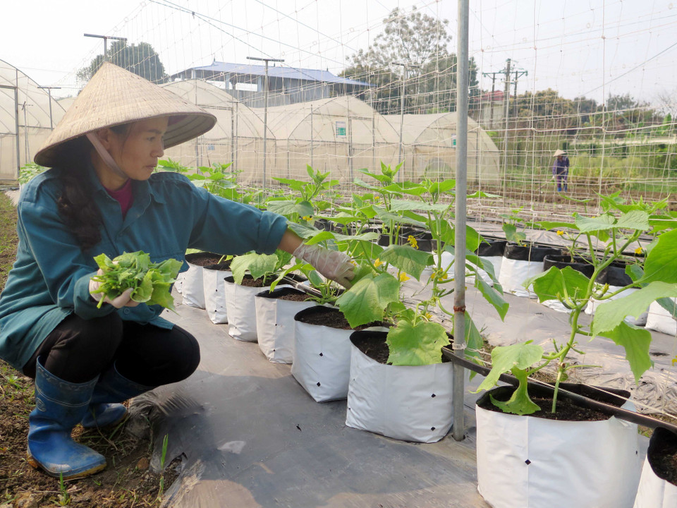 太原省VietGap农场。(图片来源：越通社）