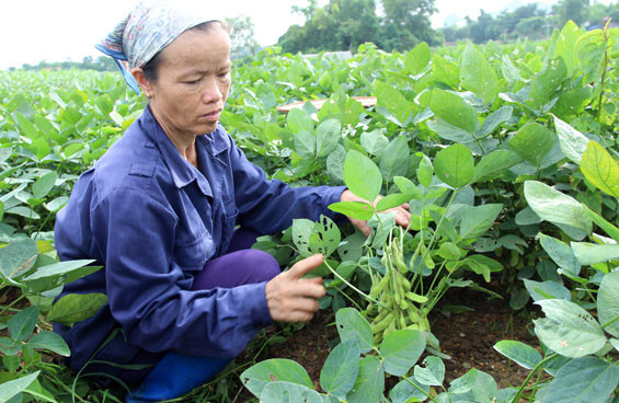 太原省VietGap农场。(图片来源：越通社）