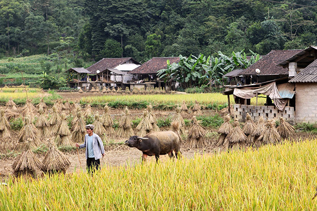 收获季节。（图片来源：越南《人民报》）