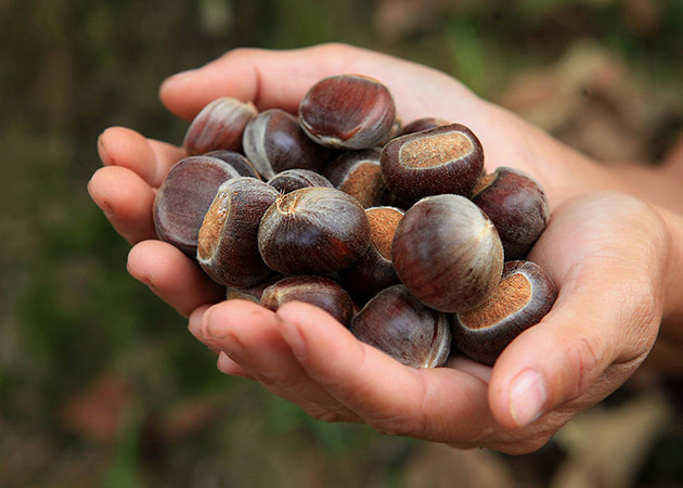 当地特产之一—重庆板栗。（图片来源：越南《人民报》）
