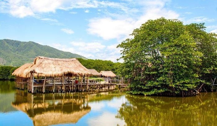 芽庄湾红树林生态旅游线路颇受游客的青睐。图自越通社