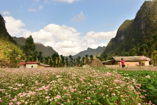 谁都想和盛开荞麦花拍照，留下最美好的时刻（图片来源：人民军队报）