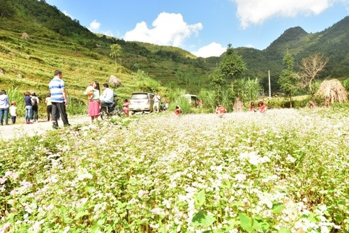 从四面八方的游客涌向河江省欣赏荞麦花（图片来源：人民军队报）