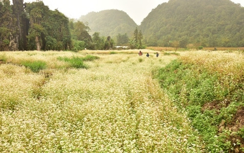 荞麦花刚开花时带有纯洁的白色（图片来源：人民军队报）