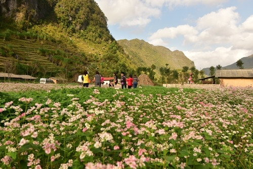 谁都想和盛开荞麦花拍照，留下最美好的时刻（图片来源：人民军队报）
