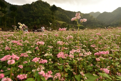 粉红色、浅紫色的荞麦花点缀了山区的风景（图片来源：人民军队报）