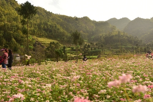粉红色、浅紫色的荞麦花点缀了山区的风景（图片来源：人民军队报）