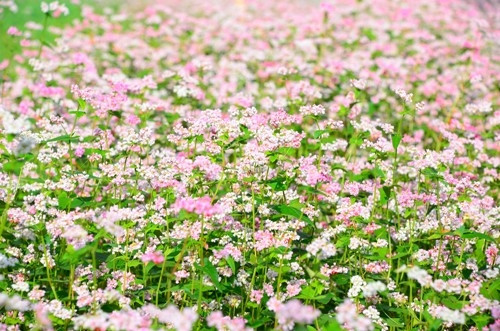 荞麦花之魅力让不少自然界爱好者留恋不舍（图片来源：人民军队报）