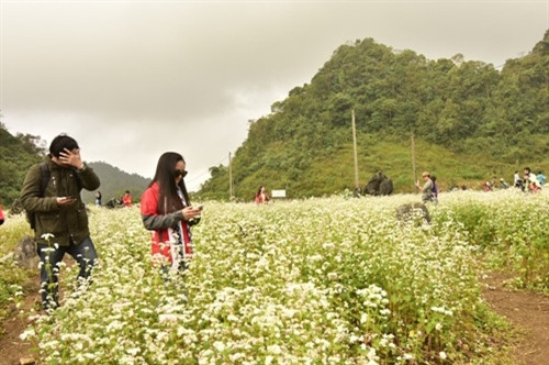 谁都想和盛开荞麦花拍照，留下最美好的时刻（图片来源：人民军队报）