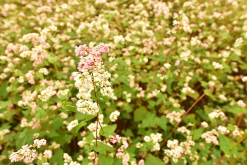 荞麦花之魅力让不少自然界爱好者留恋不舍（图片来源：人民军队报）