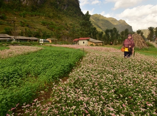 谁都想和盛开荞麦花拍照，留下最美好的时刻（图片来源：人民军队报）