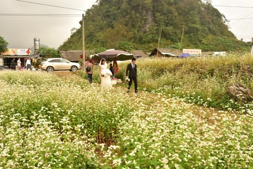 荞麦花田地被年轻人选为拍摄婚纱照的背景（图片来源：人民军队报）