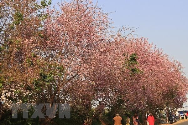 大叻市冬樱花竞相绽放 春色惹人醉。越通社记者 邓俊 摄