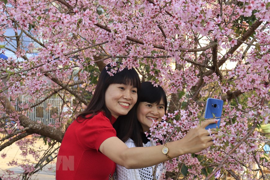 现在是大叻市冬樱花盛开的季节，吸引众多游客前来参观照相。越通社记者 邓俊 摄