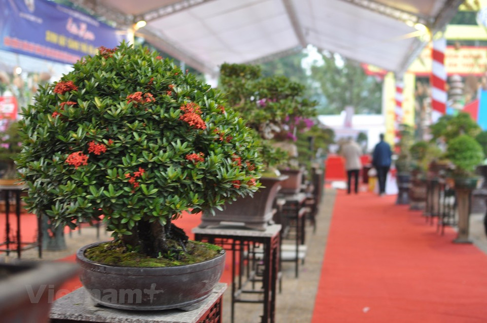 盆栽产品展区。越通社记者 越德 摄