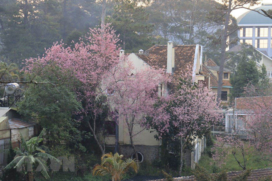 粉红色的冬樱花盛开，构成了一幅美丽的画卷。越通社记者 邓俊 摄