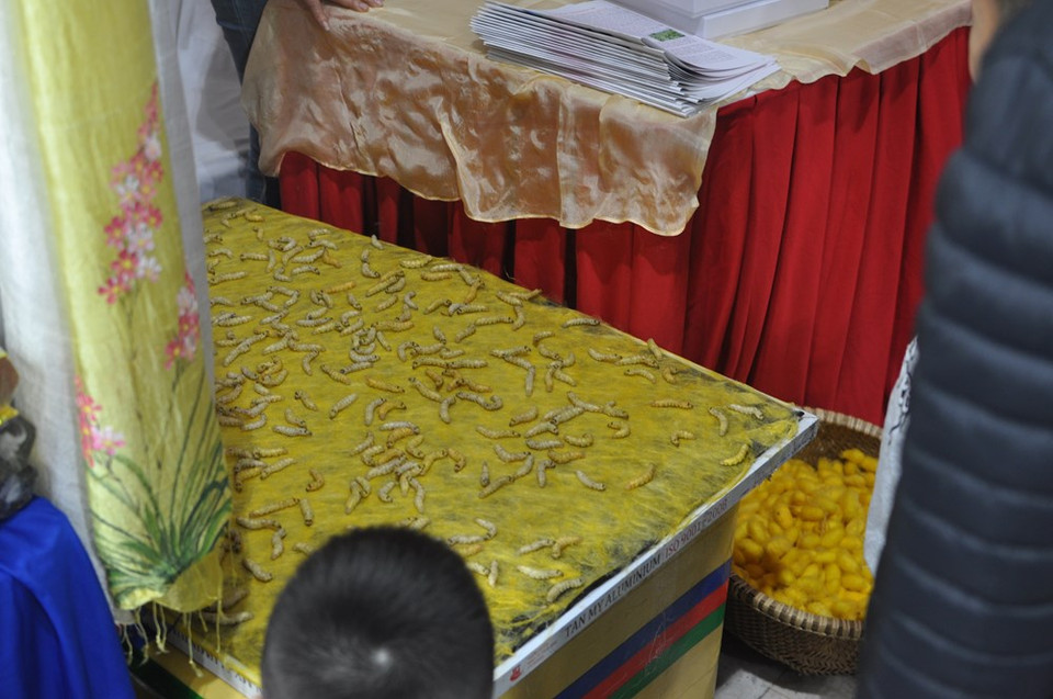 “能吐丝会织布”的蚕亮相展会。越通社记者 越德 摄