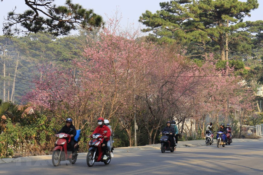 大叻市冬樱花正开得如火如荼，大街小巷成为美丽的风景线。越通社记者 邓俊 摄