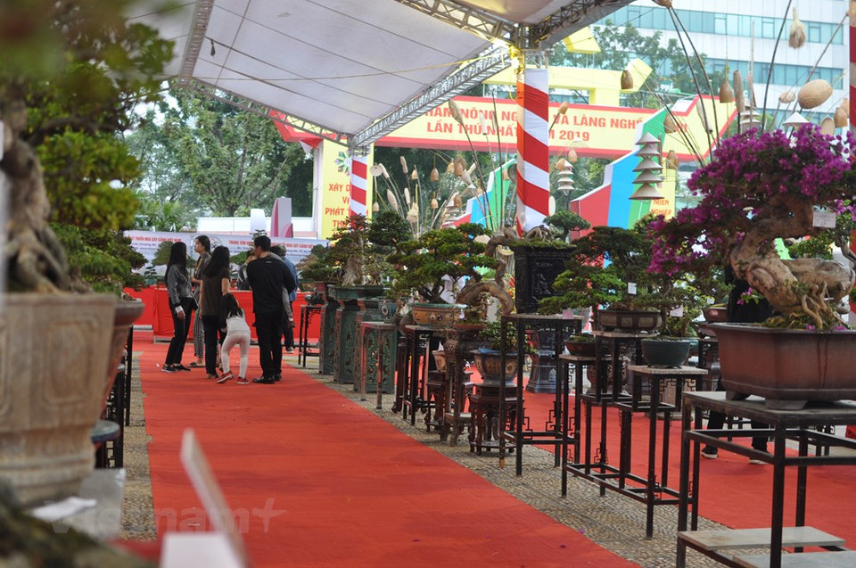 盆栽产品展区。越通社记者 越德 摄