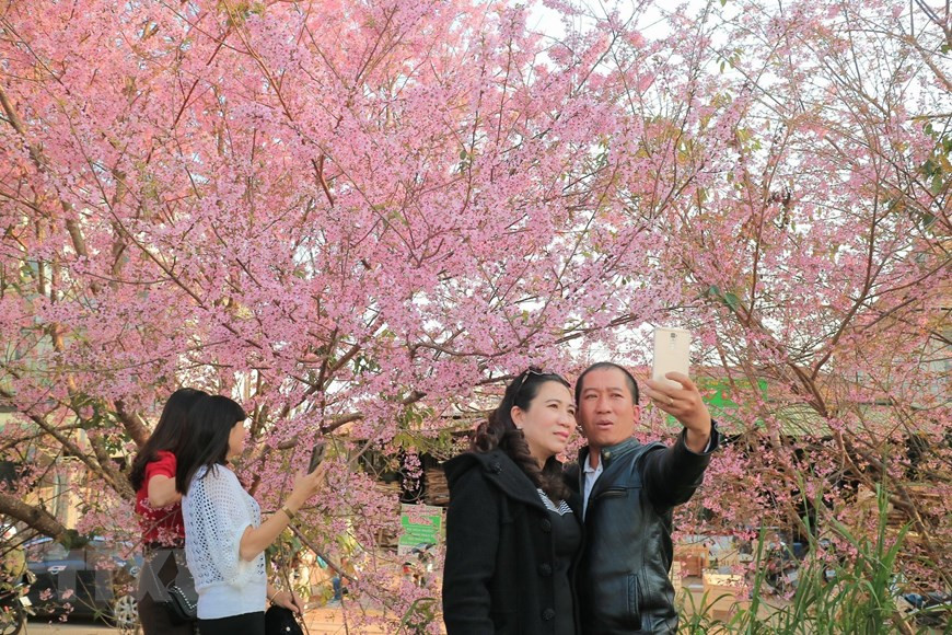 大叻市冬樱花竞相绽放 春色惹人醉。越通社记者 邓俊 摄