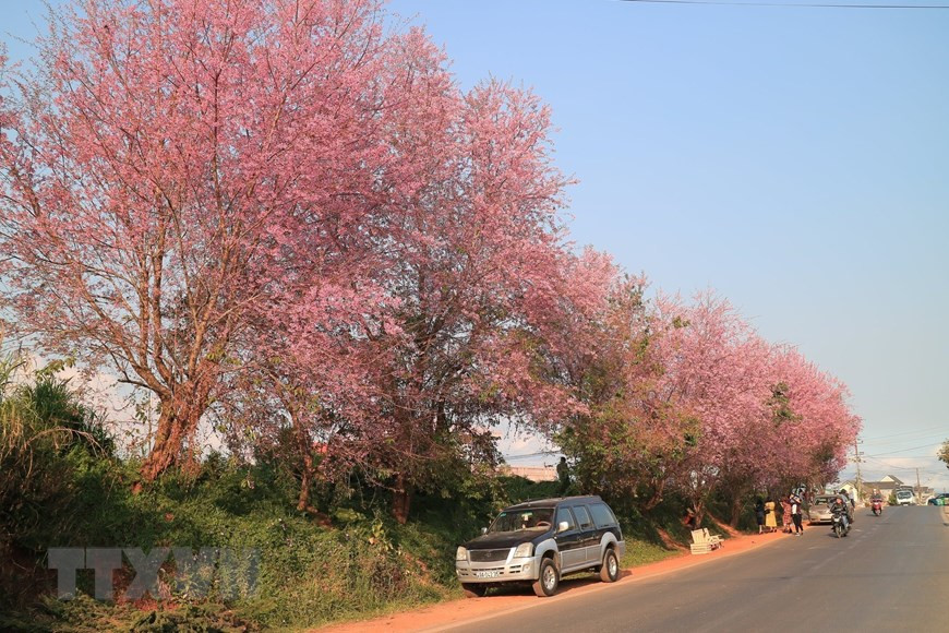 数千棵冬樱花一律绽放，如此美景让任何人都感到震撼。越通社记者 邓俊 摄