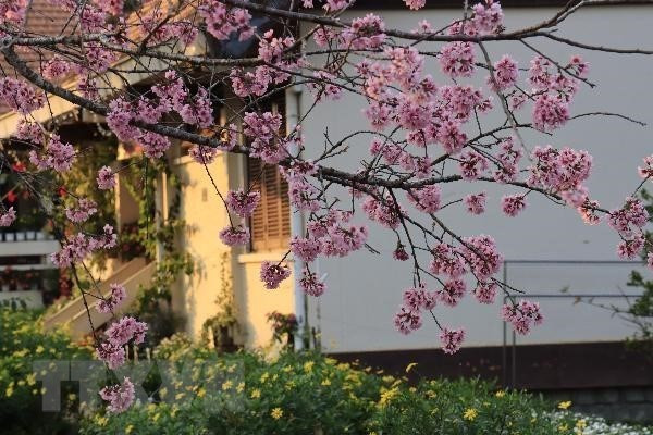 粉红色的冬樱花盛开，构成了一幅美丽的画卷。越通社记者 邓俊 摄