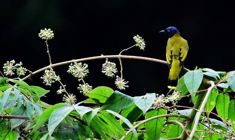昆何农高原丰富多样的动植物资源，其中包括许多珍贵动植物种类。图自 越通社