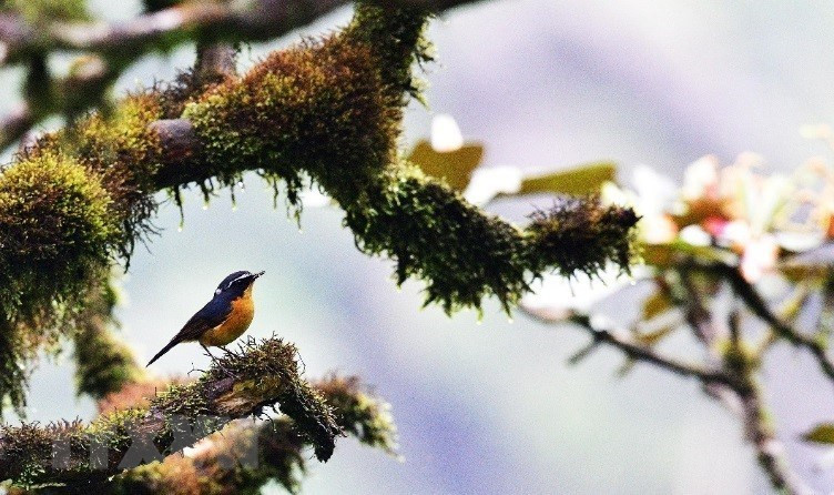 昆何农被列为世界生物圈保护区一事为嘉莱省保护这里的景观和生态系统提供重要条件，同时为当地居民发展环境友好型经济，维持当地民族文化特色创造机会。图自 越通社