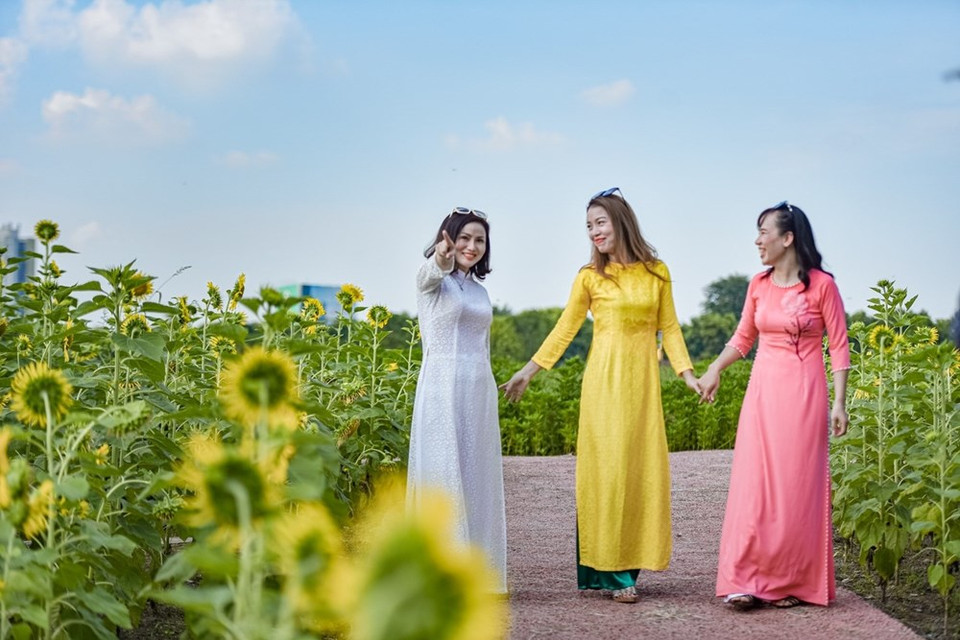 在初秋微冷的清风中的向日葵打动了很多人的心。图自 VIETNAM+