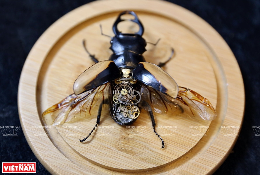在一只蜣螂标本装上机芯很有观赏价值。《越南画报》记者 功达 摄