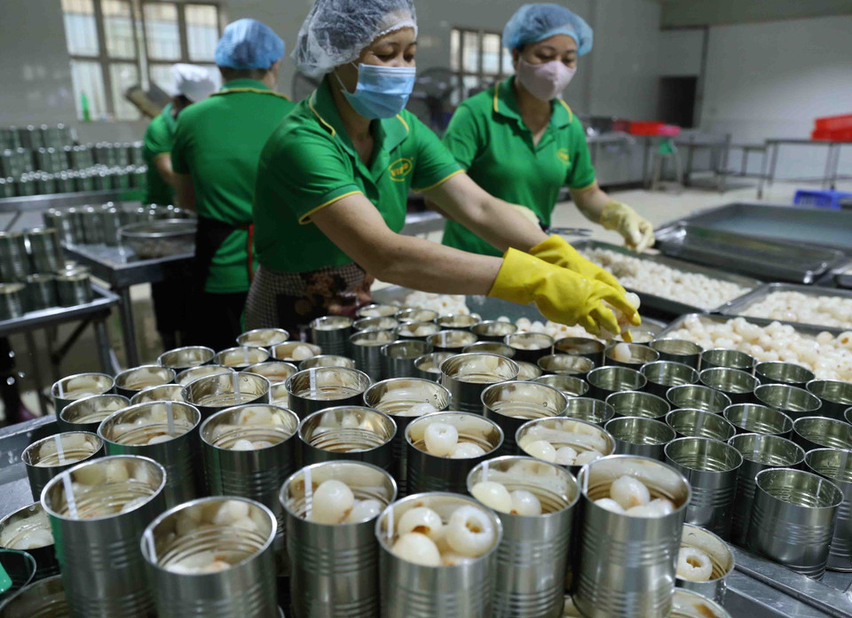 北江省Vifoco进出口股份公司的鲜荔枝罐装生产线。2020年荔枝季，该公司对700吨鲜荔枝进行加工，为国内市场提供服务并出口到德国，营业收入超过100亿越盾。越通社记者 武生 摄