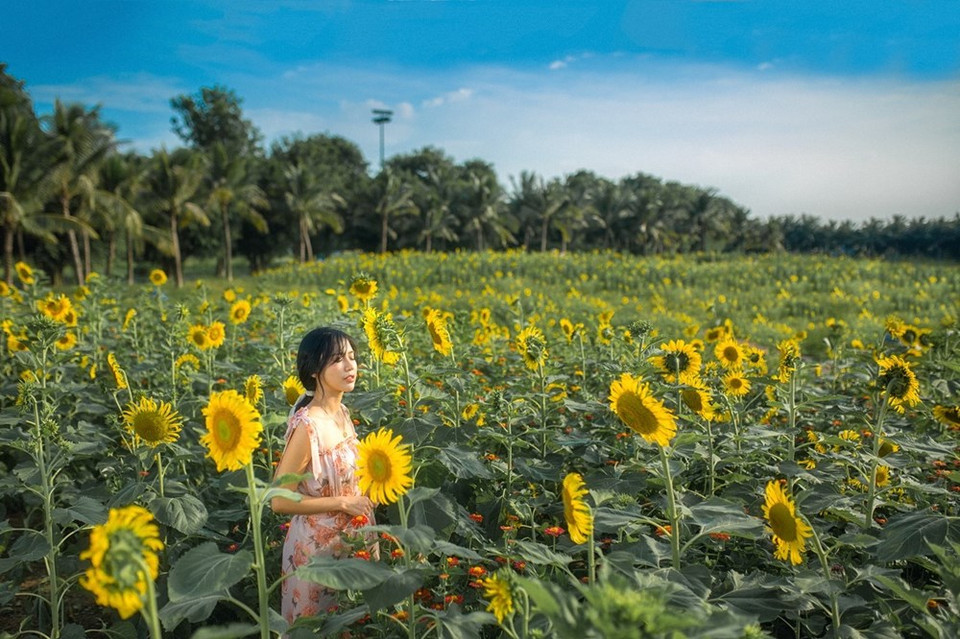 几年来， ECOPARK都市区被摄影爱好者喻为“花卉之城”。图自 VIETNAM+