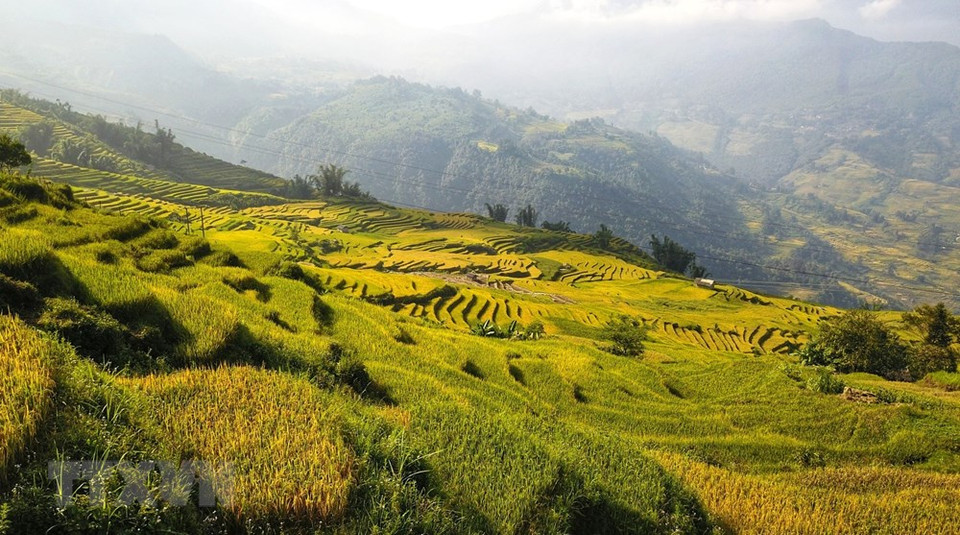 在伊子乡欣赏水稻成熟场景的最理想时间是九月初。越通社记者 成达 摄