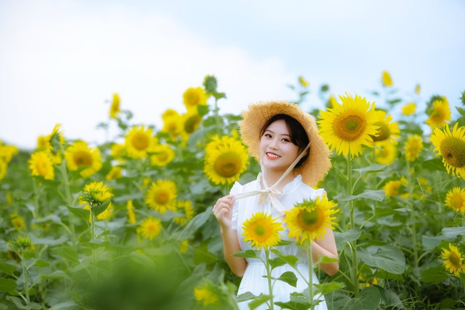 一到周末，该向日葵花园每天吸引很多人前来观光拍照。图自 VIETNAM+