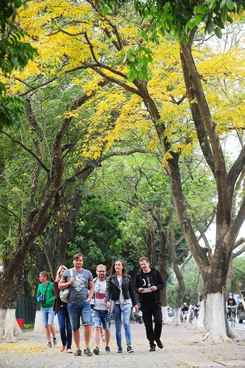 玉蕊树落叶是河内人和国际游客前来河内观光游览不可忘记的时刻（图片来源：vnexpress.net）