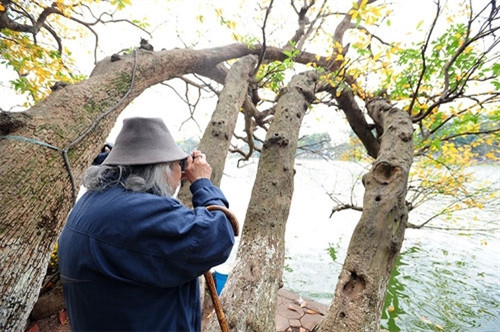 玉蕊花带有红色，盛开时芬芳四处，其树身和树根很美。每逢玉蕊树施展魅力时，摄影师光冯又拍照留下其的诱人之美（图片来源：vnexpress.net）