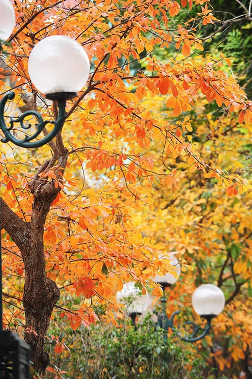 玉蕊树叶从绿色变金黄色的过程一般只延长两三天（图片来源：vnexpress.net）