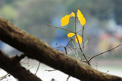 当树叶几乎全部落完，树上的嫩芽破皮而出，准备一个赤红的玉蕊花季节（图片来源：vnexpress.net）