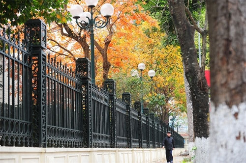 玉蕊树金黄和粉红交叉的颜色为河内街道添加的色彩（图片来源：vnexpress.net）