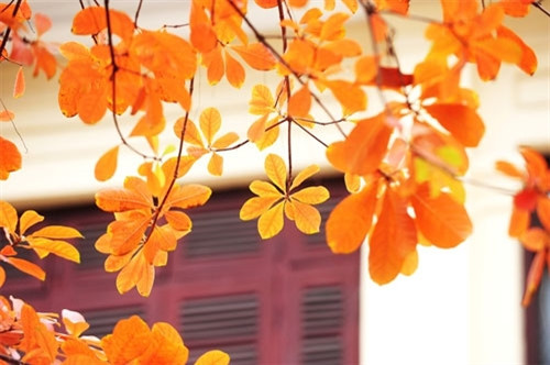 其它树种在秋季落叶，但玉蕊树却在春天落叶（图片来源：vnexpress.net）