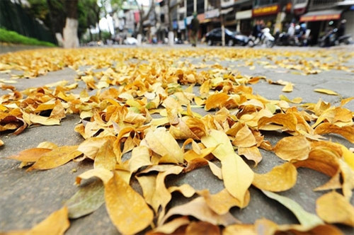 金黄色树叶铺满了河内街道（图片来源：vnexpress.net）