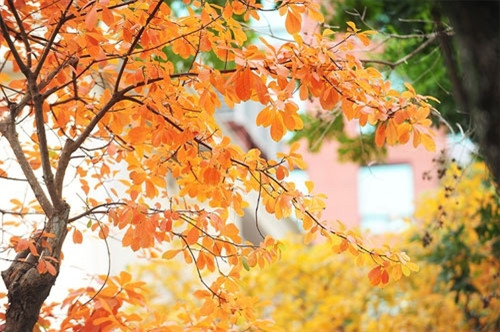 玉蕊树暖和了河内的寒冷（图片来源：vnexpress.net）