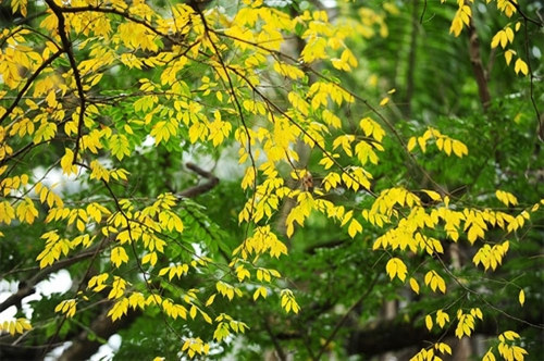 金黄与绿色交叉，构成了奇特之美（图片来源：vnexpress.net）