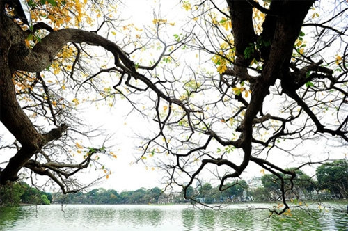 还剑湖边的玉蕊树（图片来源：vnexpress.net）