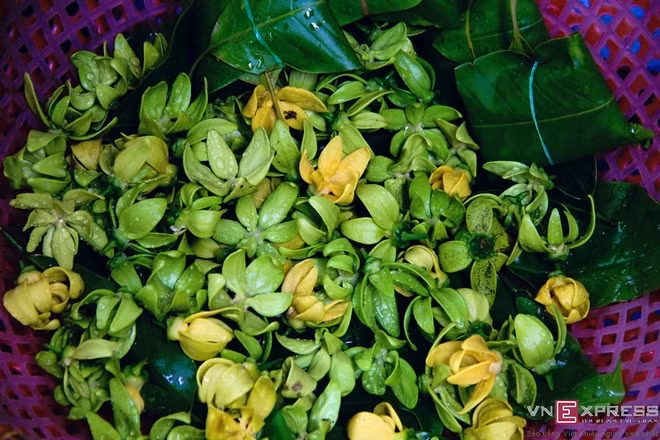 鹰爪花（图片来源：Vnexpress）