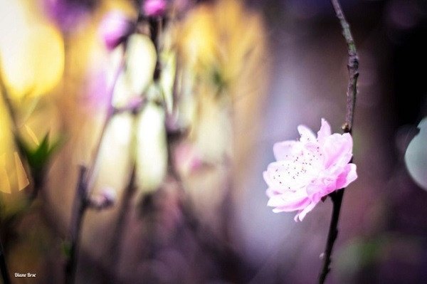 越南元旦节象征——桃花。（图片来源：越南快讯网）