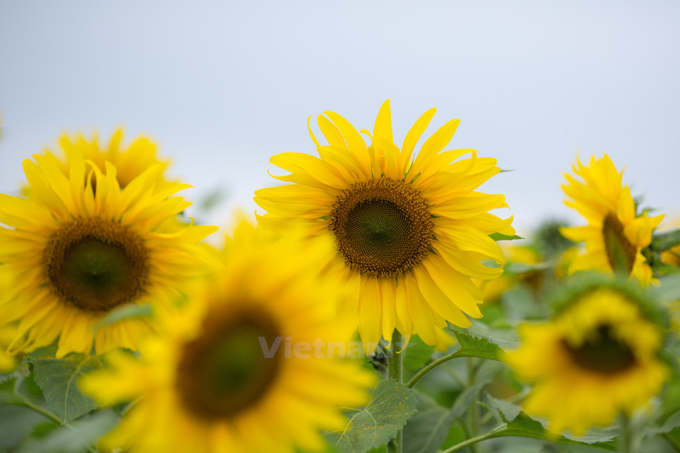 美丽、灿烂的向日葵。（图片来源：越通社）