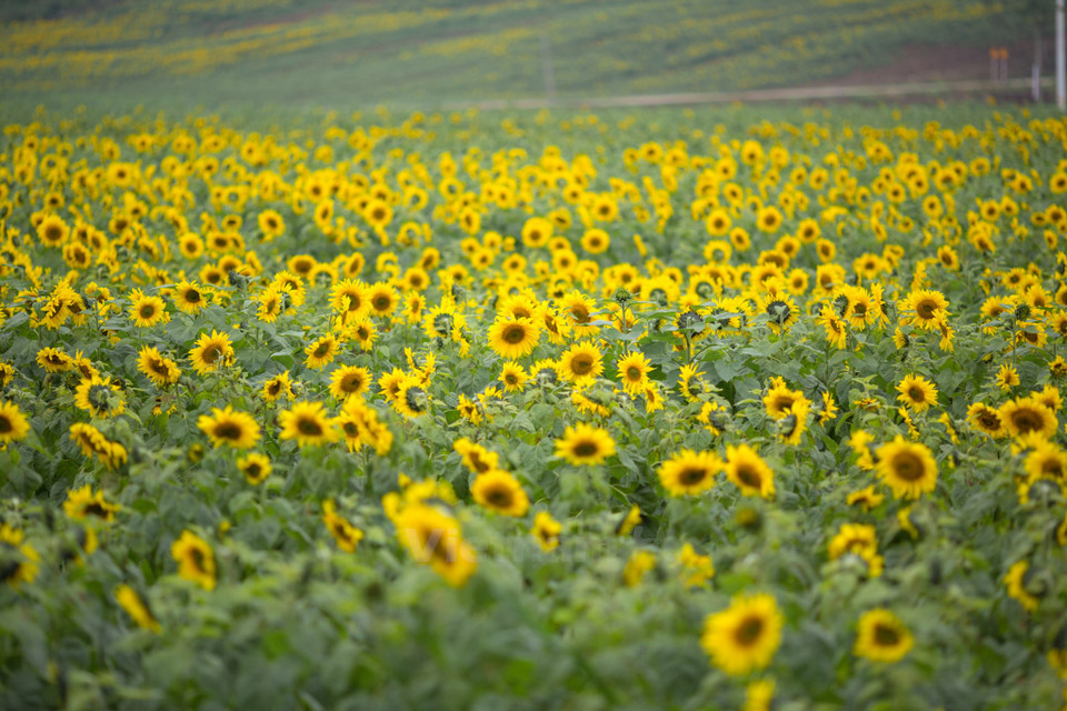 每年，向日葵于3月-4月以及11-12月盛开。（图片来源：越通社）