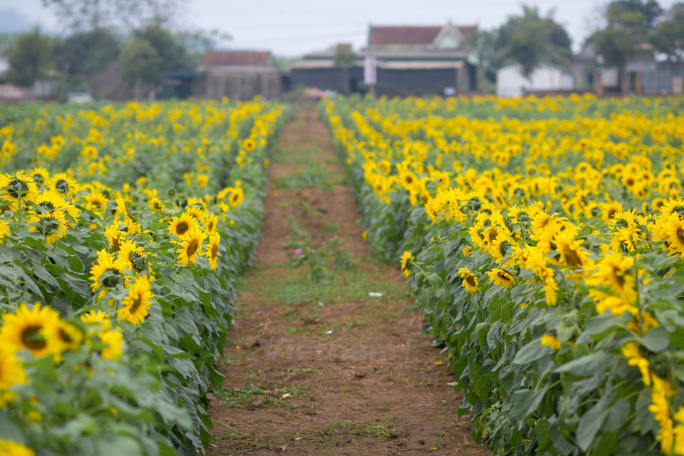 美丽、灿烂的向日葵。（图片来源：越通社）