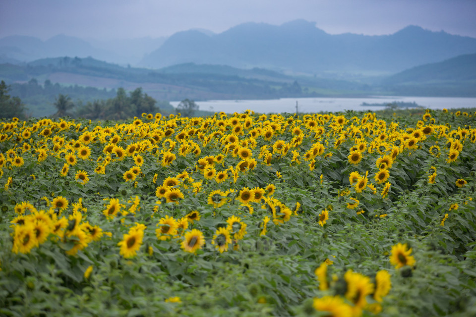 义山乡5•19农场的大片向日葵田。（图片来源：越通社）